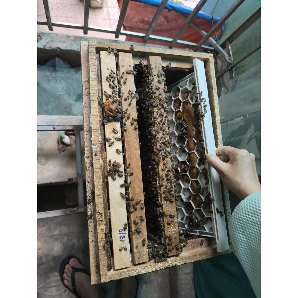 Cầu bo phấn kèm vách ngăn ong nội - Ảnh 8