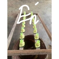 [Nhi VTO] 100 nụ tạo ong chúa bằng nhựa tiếp thu nhanh dùng cho ong ngoại, ong Ý