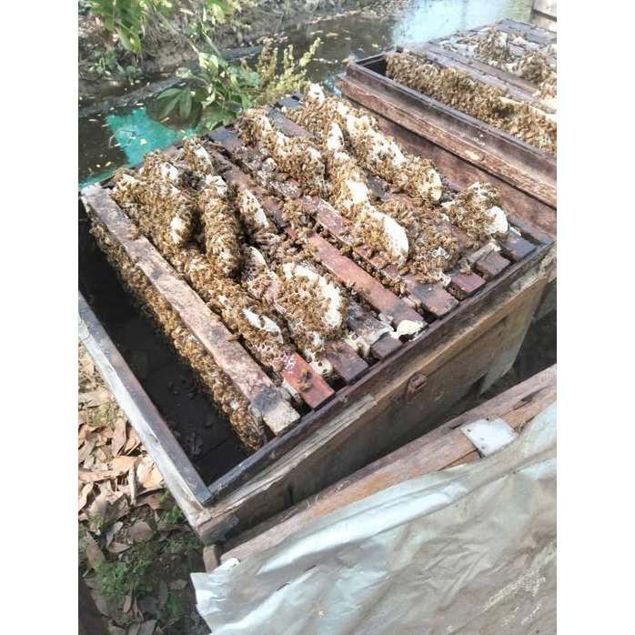 20 Tấm chân tầng ong ngoại cầu 48 - Ảnh 4