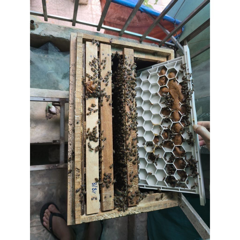 Ván Ngăn Nhựa Kết Hợp Cầu Bo Phấn Dài 42cm