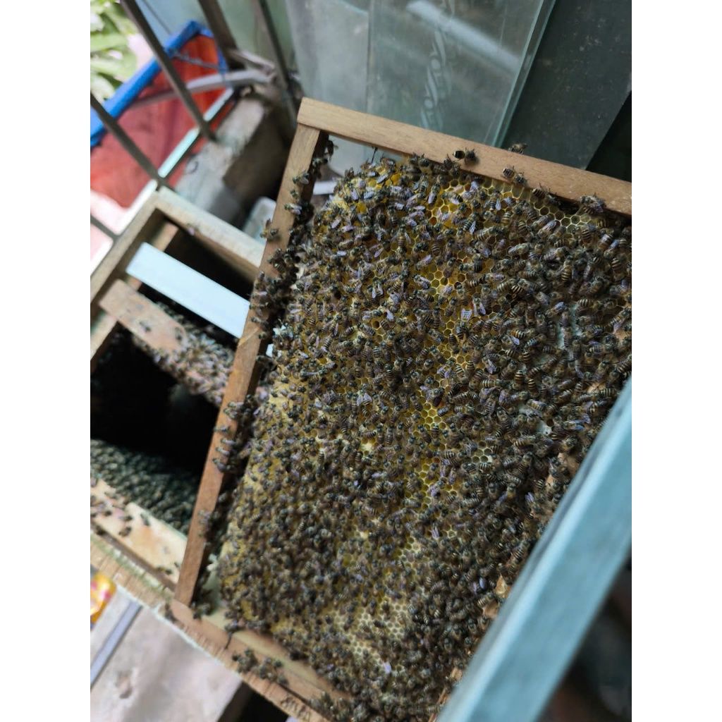 Khung Cầu gắn sẵn chân tầng (10 chiếc ) - Ảnh 8