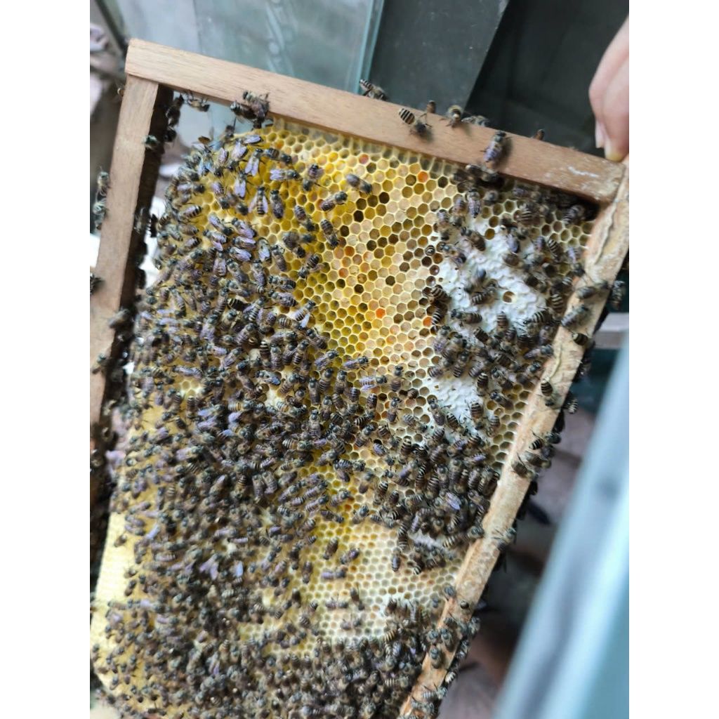 Khung Cầu gắn sẵn chân tầng (10 chiếc ) - Ảnh 9