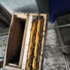 Phấn hoa trộn sẵn dinh dưỡng cho đàn ong